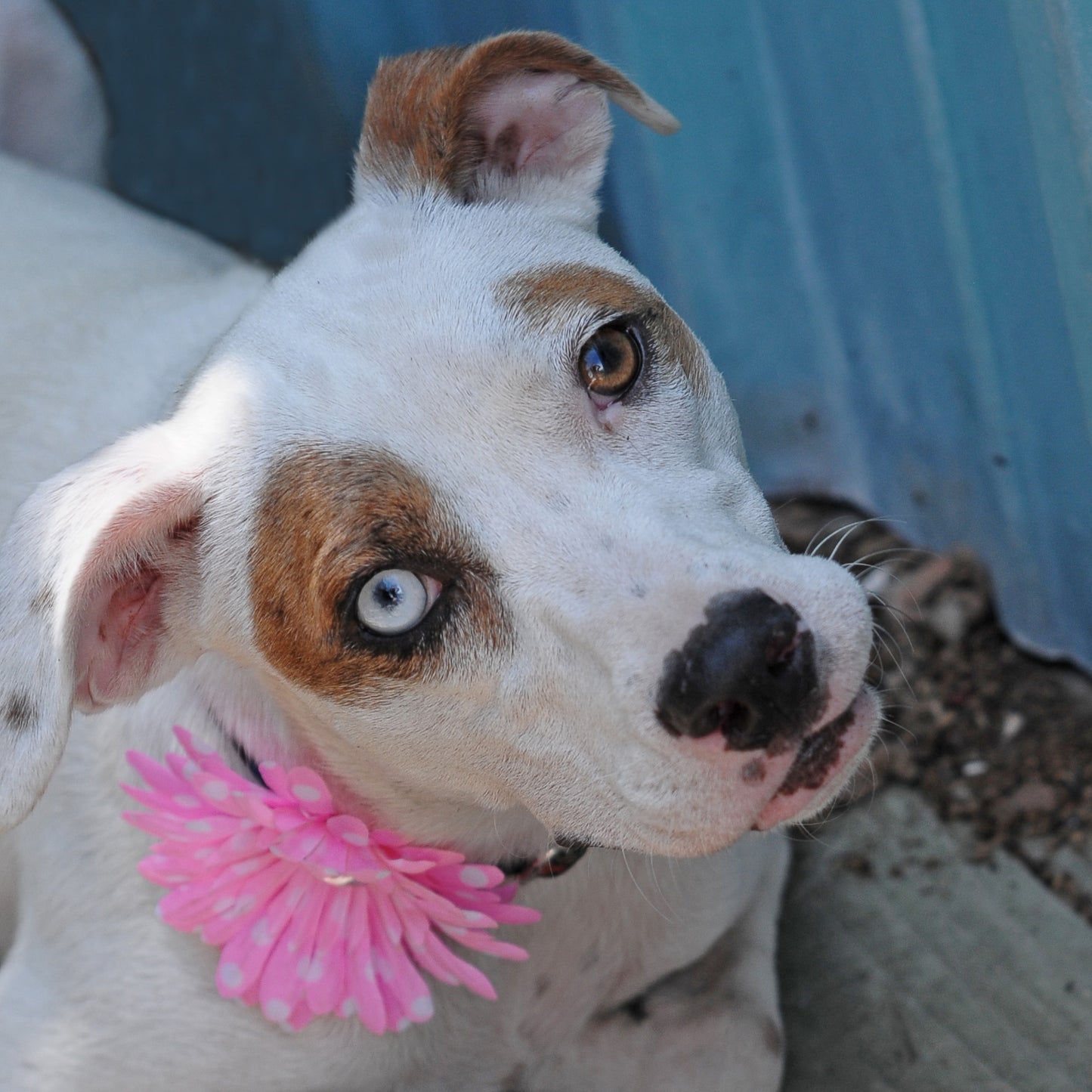 Daisy Dog Collar Bloom Pack