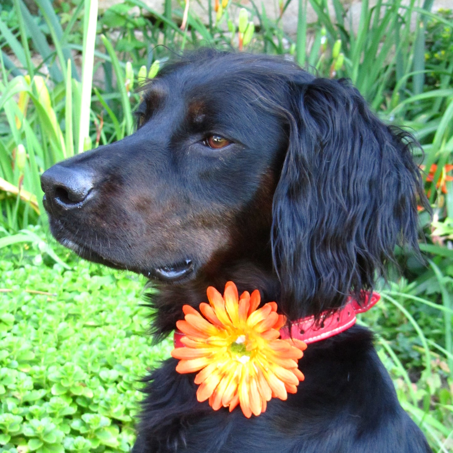 Daisy Dog Collar Bloom Pack