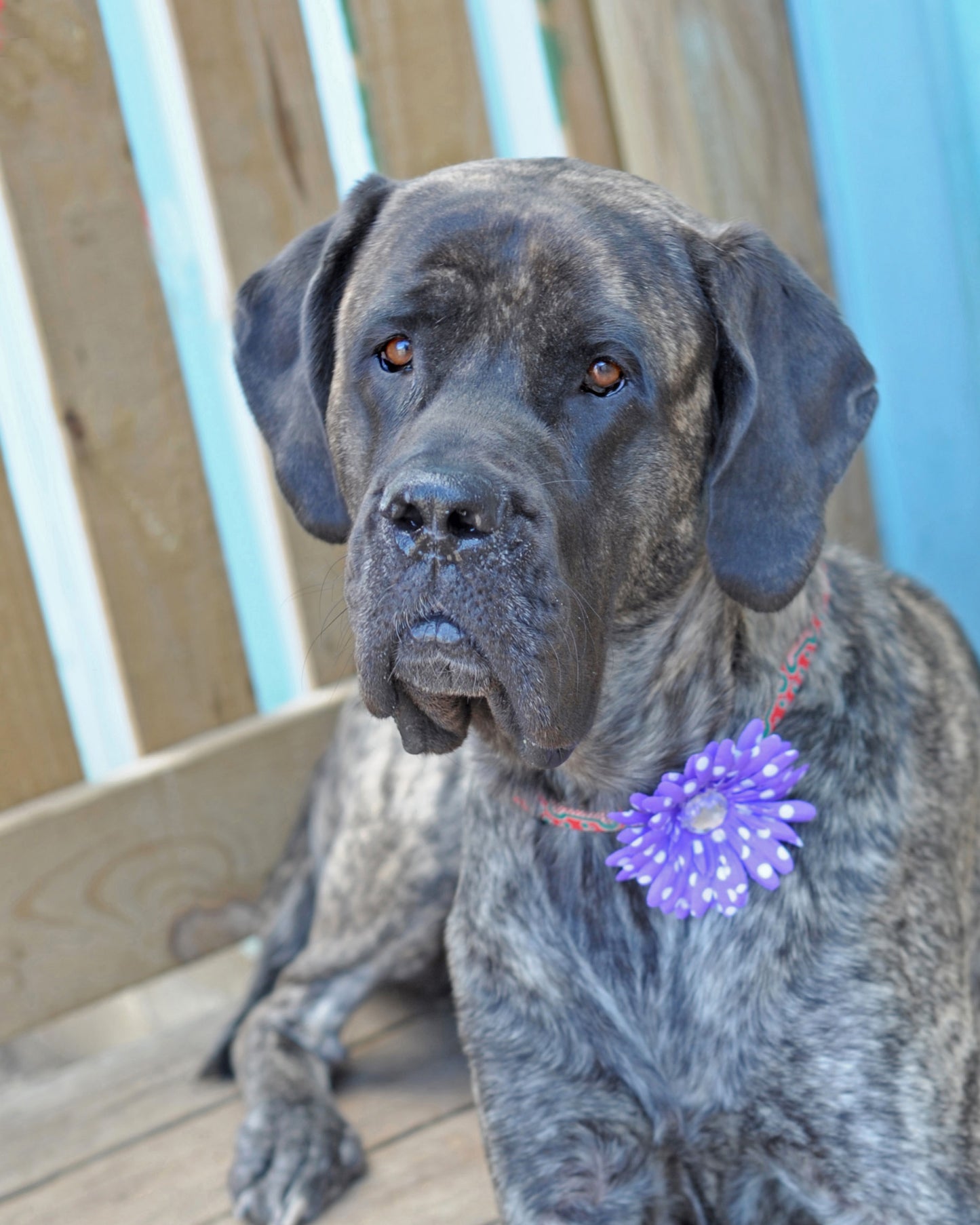 Daisy Dog Collar Bloom Pack