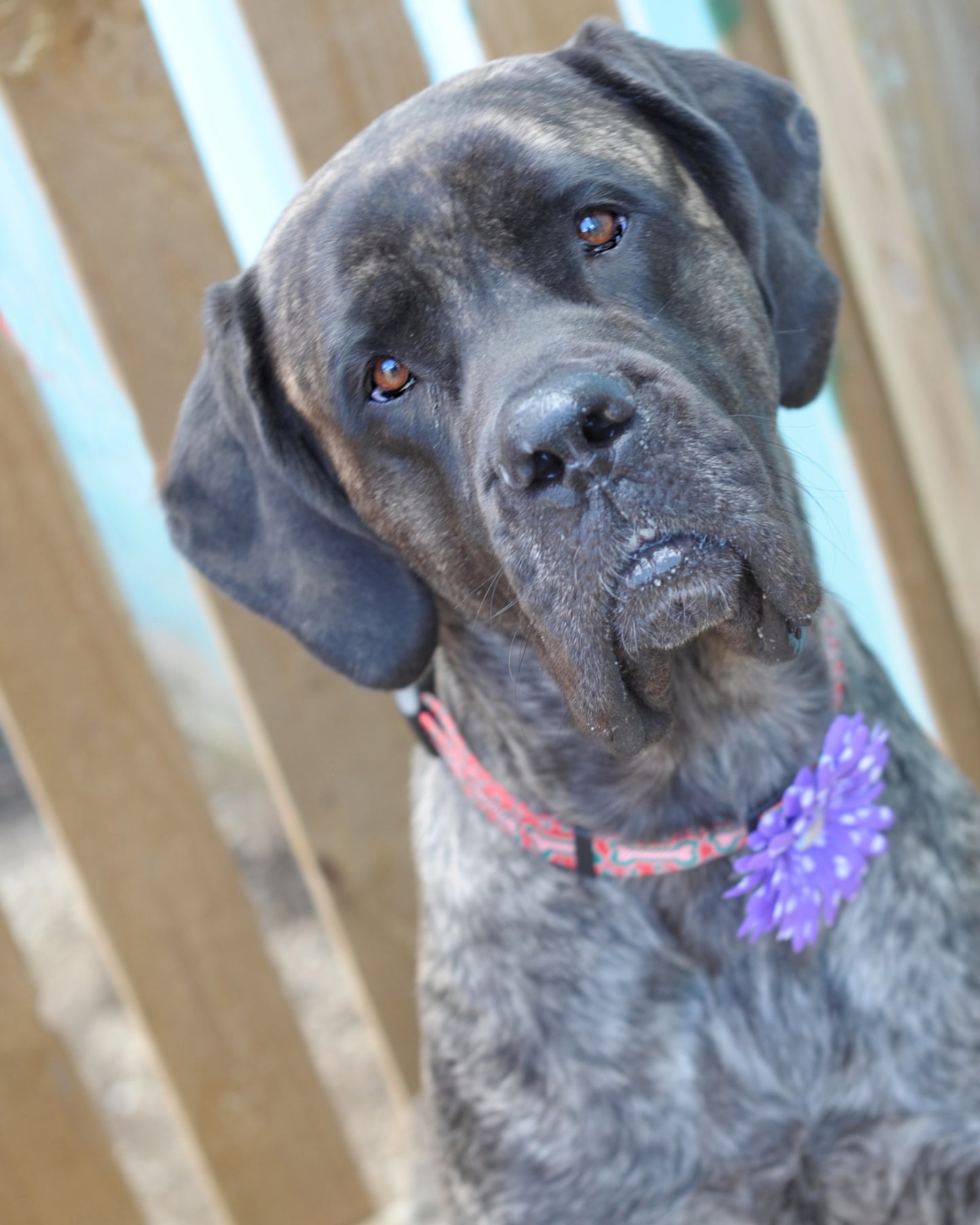 Daisy Dog Collar Bloom Pack