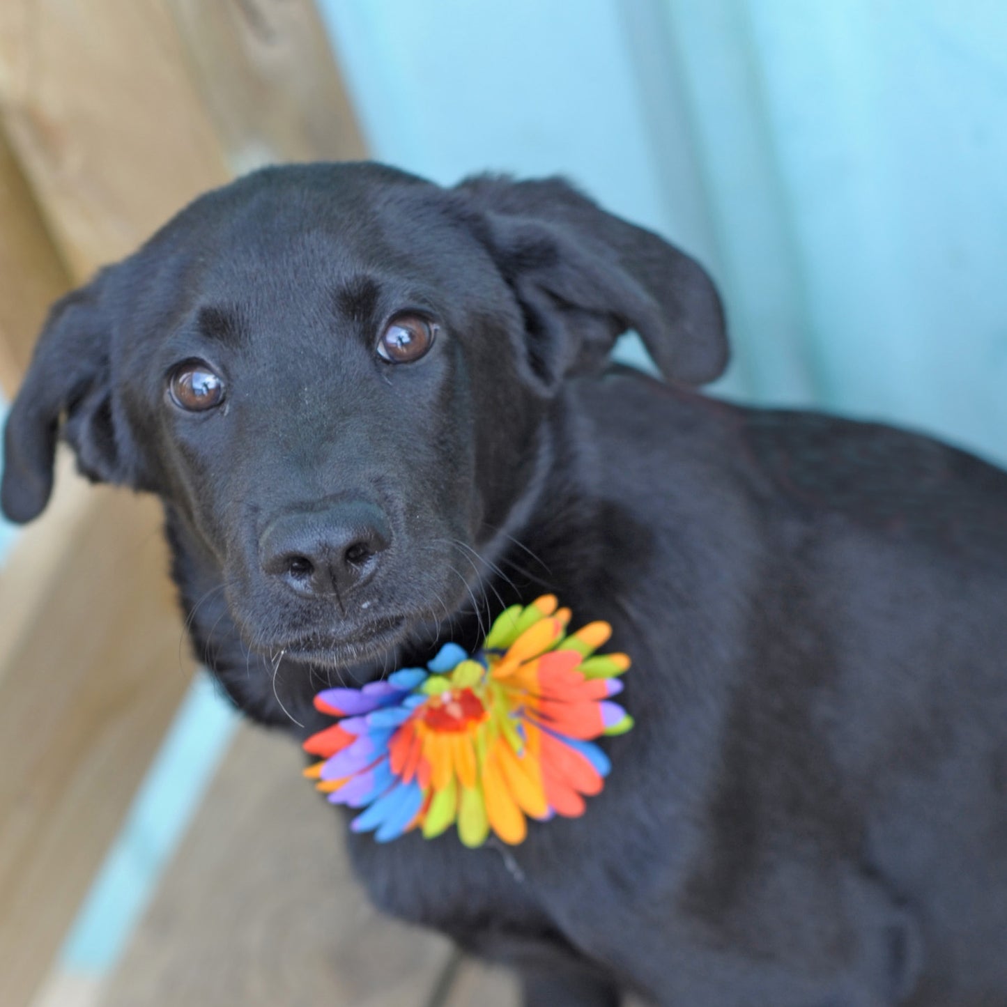 Daisy Dog Collar Bloom Pack