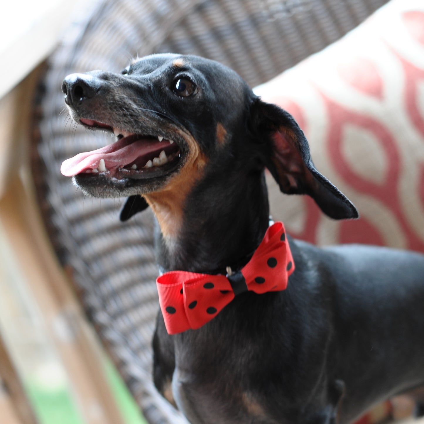 Dog Collar Bowtie Pack Large