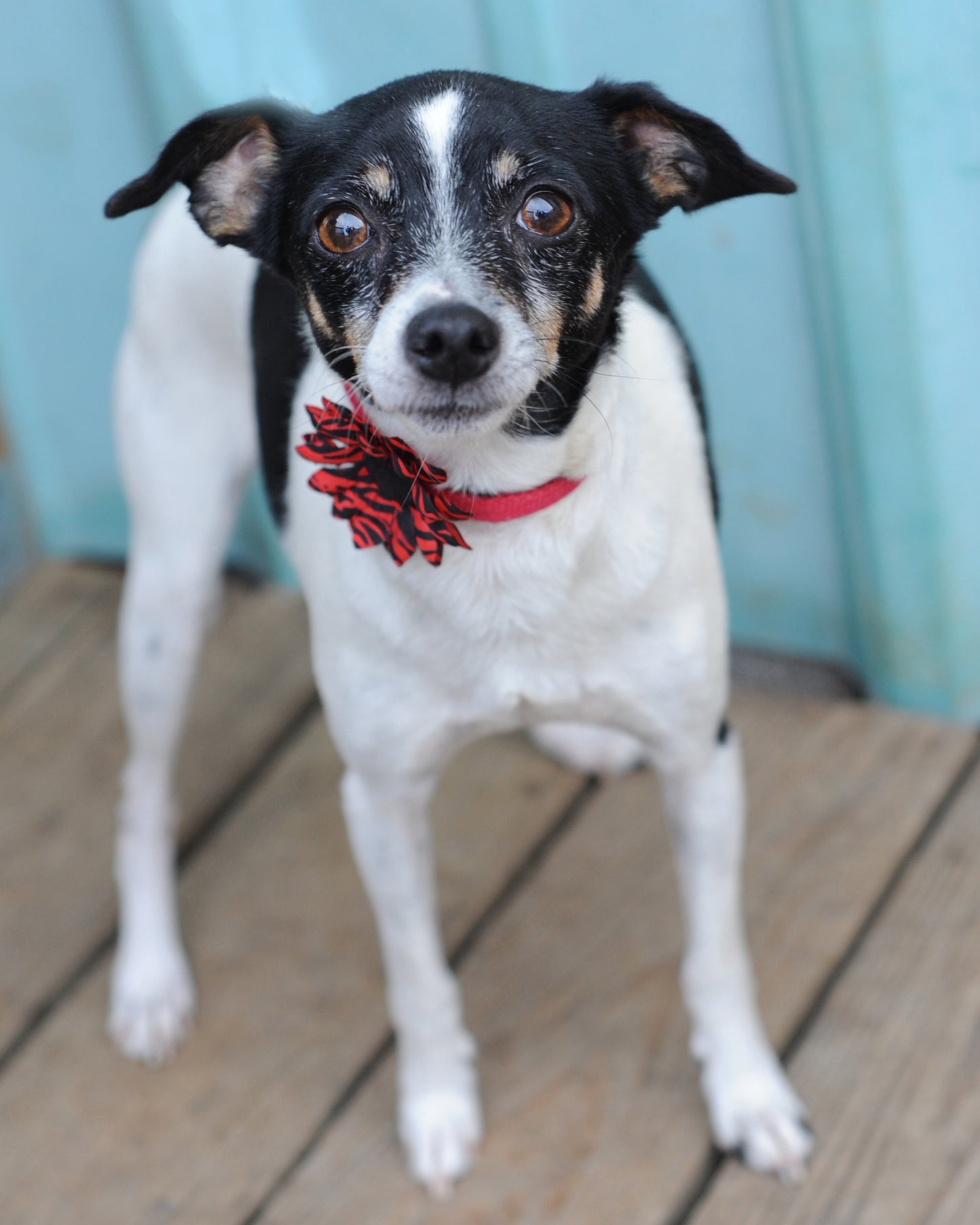 Mini Daisy Dog Collar Bloom Pack