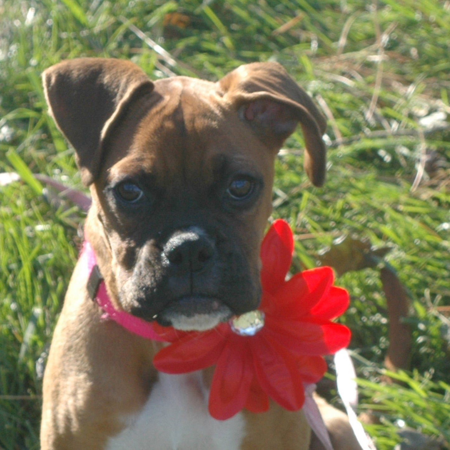 Lily Dog Collar Bloom Pack