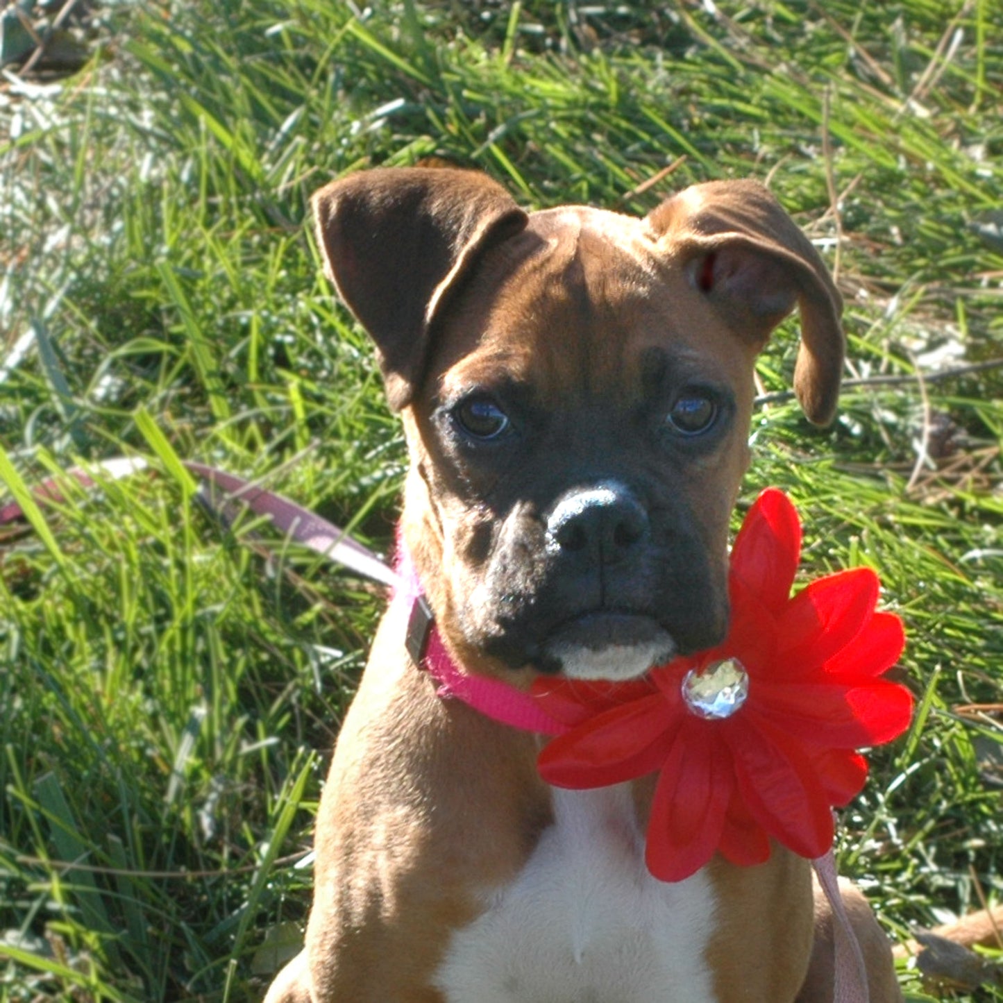 Lily Dog Collar Bloom Pack