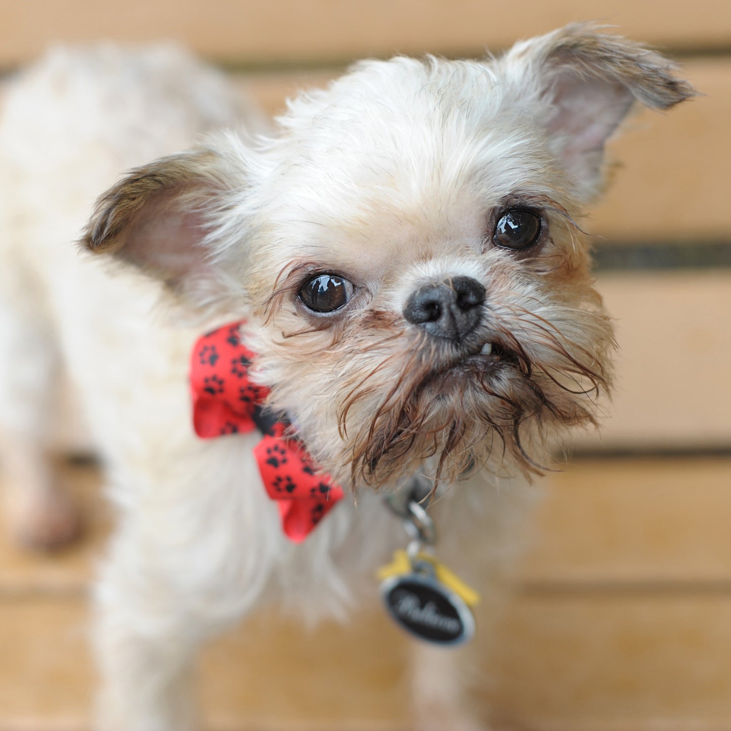Dog Collar Bow Pack Bitty