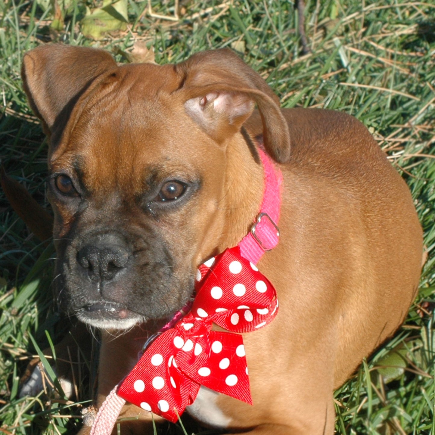 Dog Collar Bow Pack Large