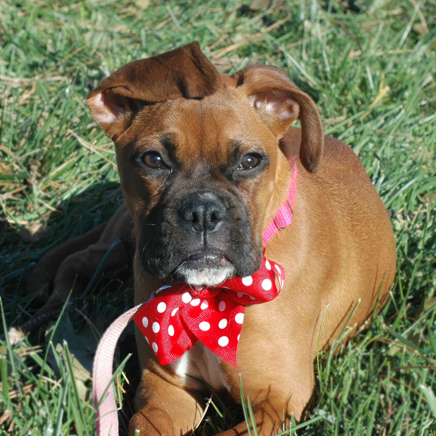 Dog Collar Bow Pack Large