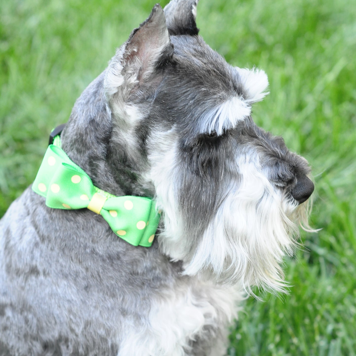 Dog Collar Bowtie Pack Large