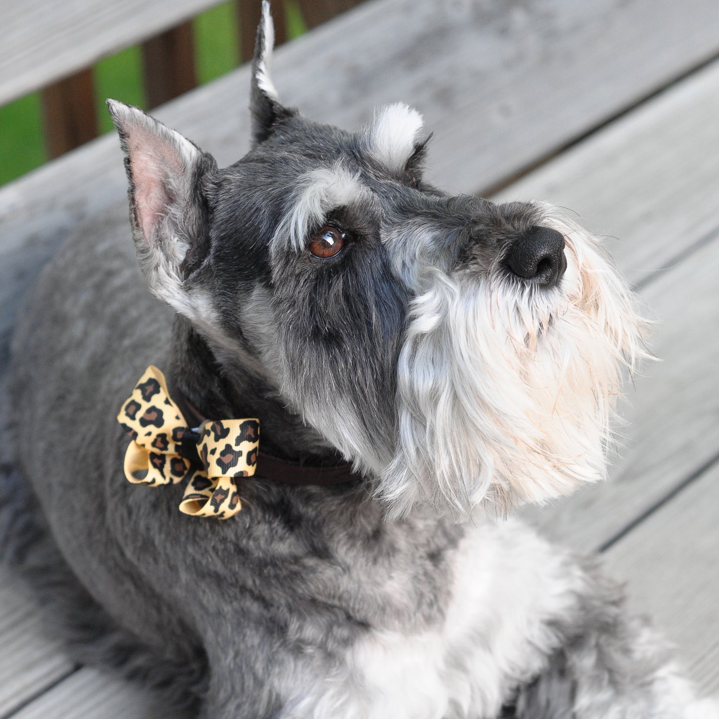 Dog Collar Bow Pack Bitty