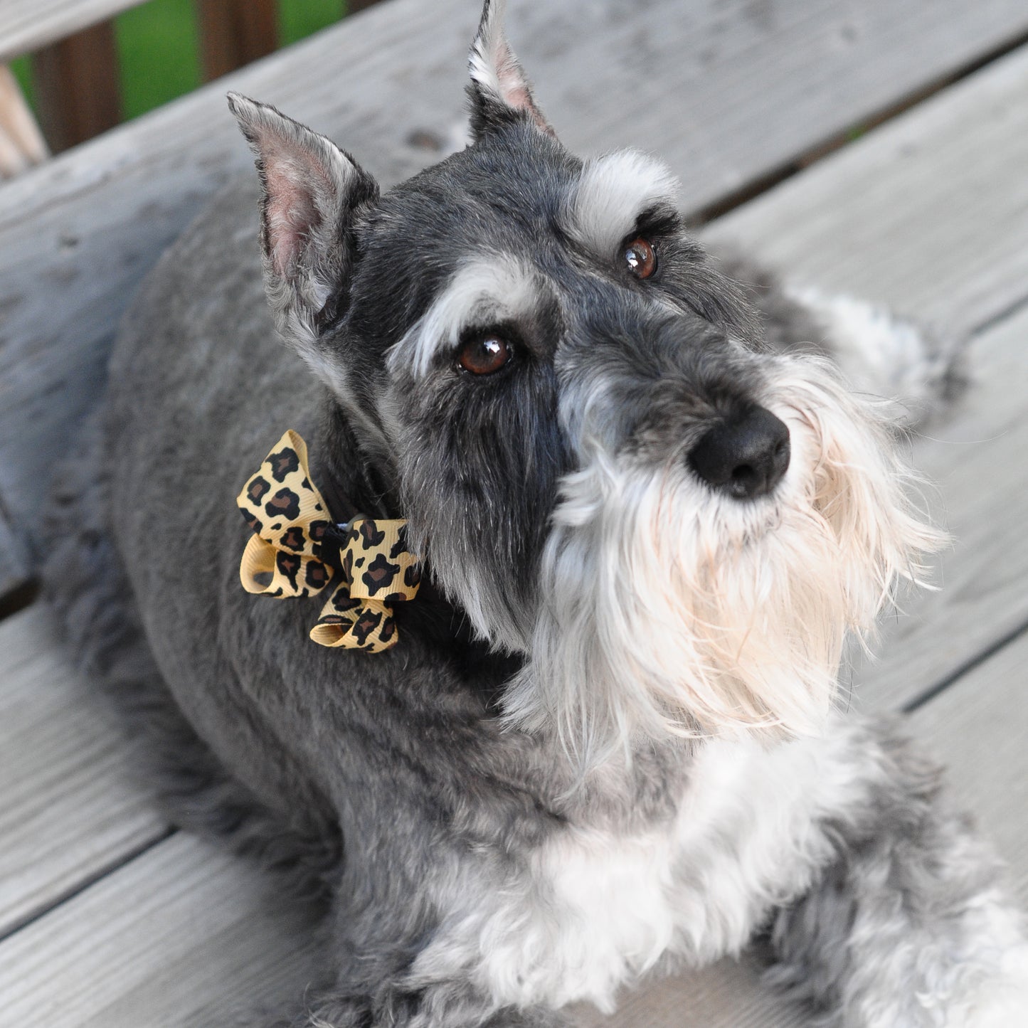 Dog Collar Bow Pack Bitty