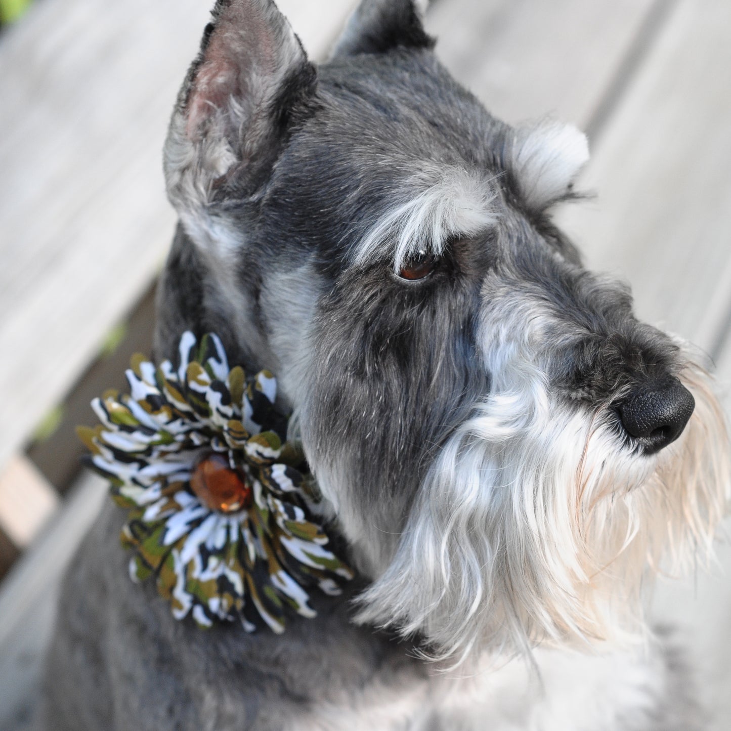 Daisy Dog Collar Bloom Pack