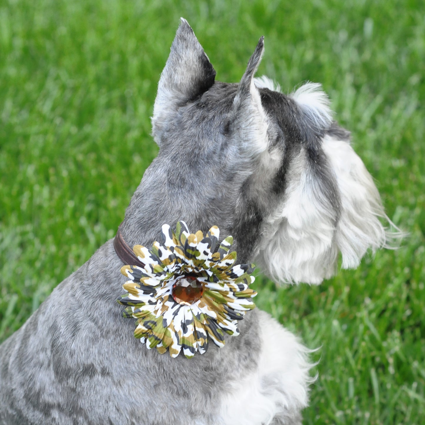 Daisy Dog Collar Bloom Pack