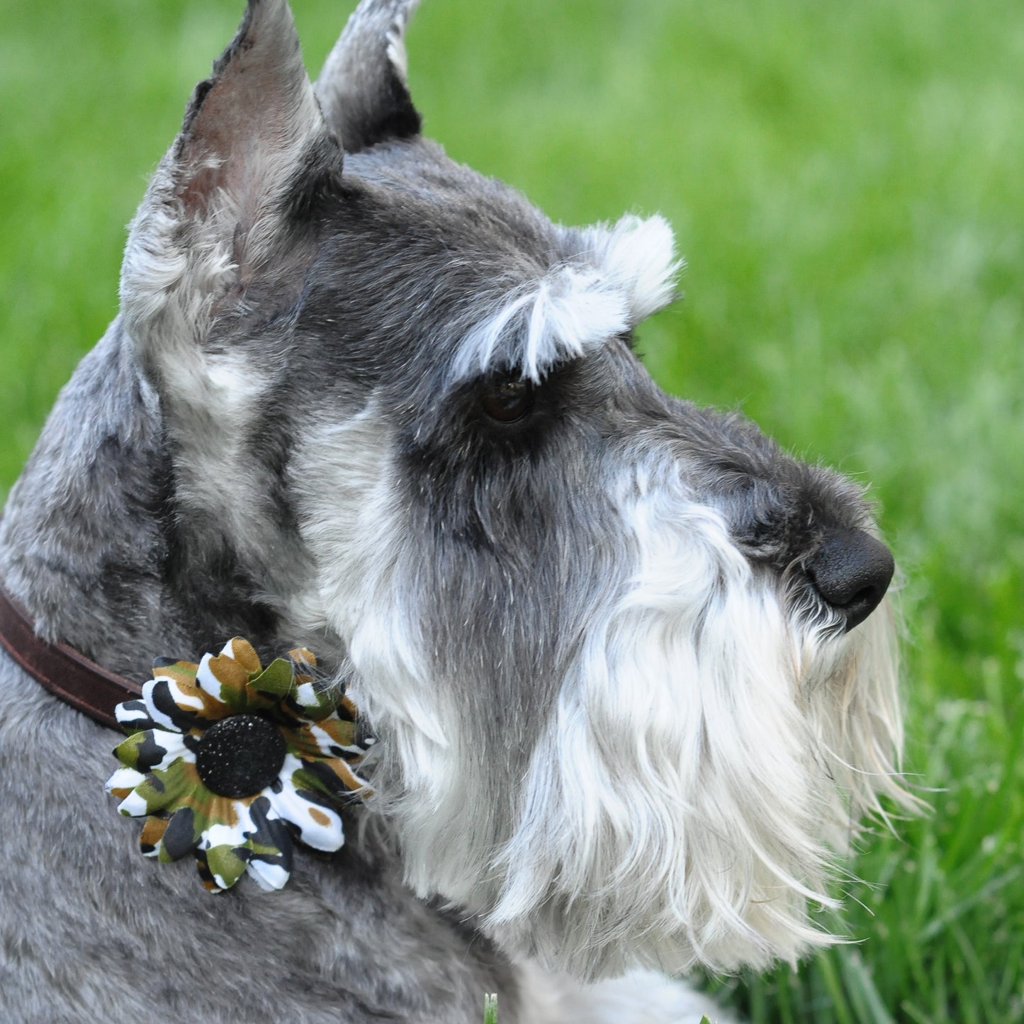 Mini Daisy Dog Collar Bloom Pack