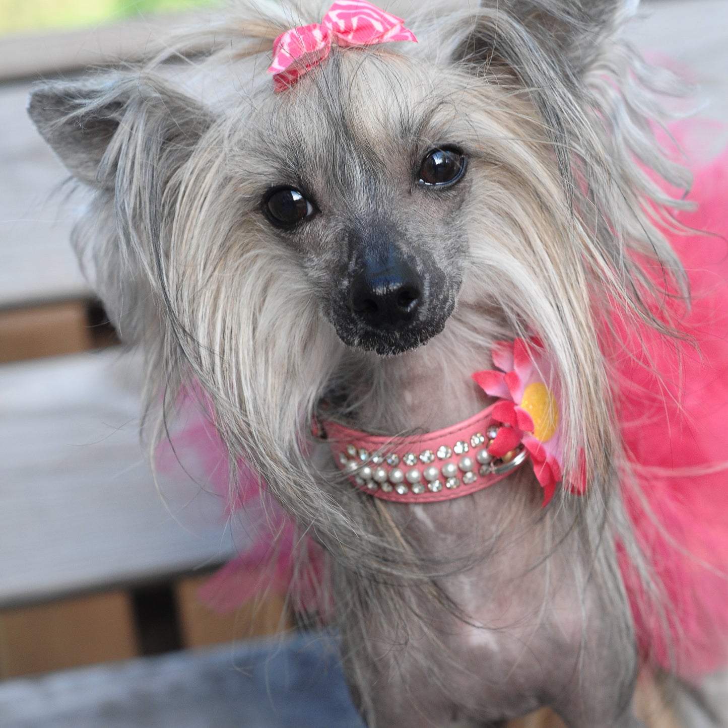 Mini Daisy Dog Collar Bloom Pack