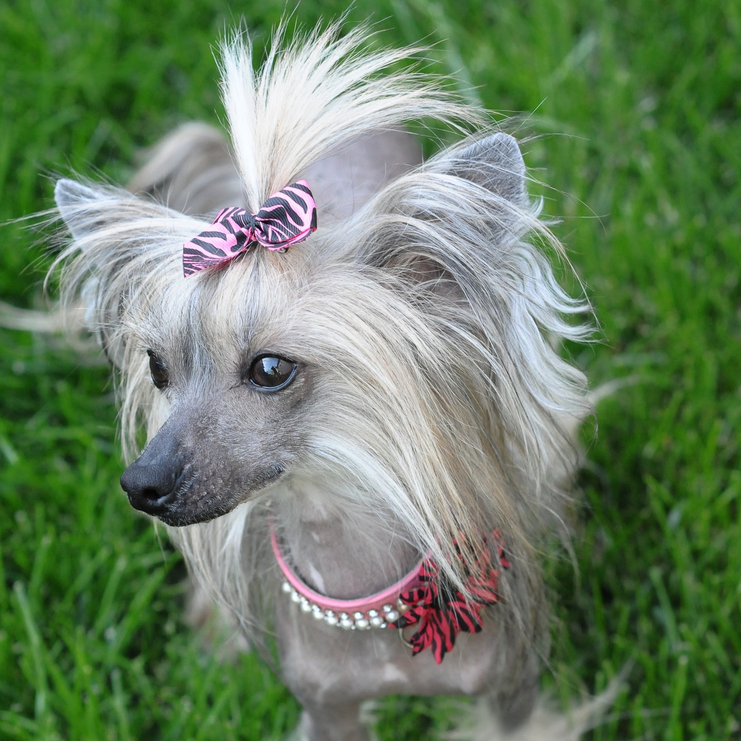 Mini Daisy Dog Collar Bloom Pack
