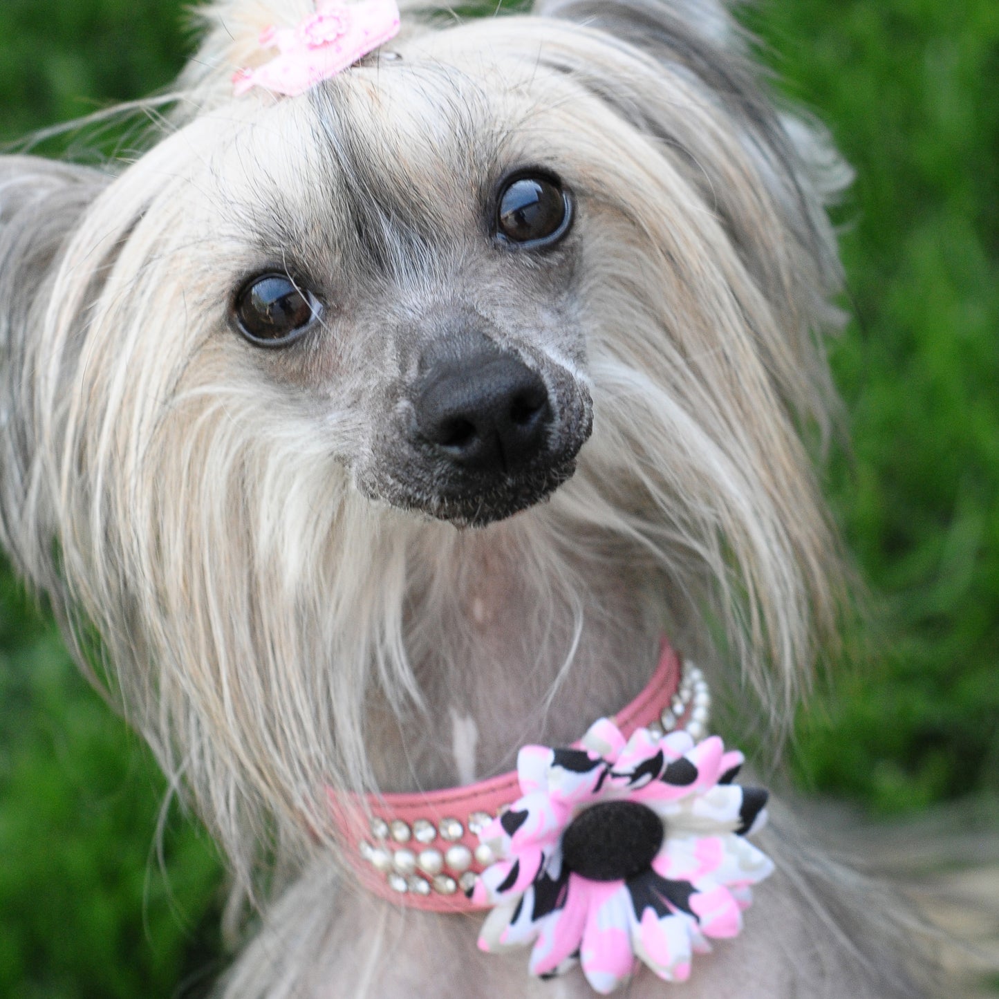 Mini Daisy Dog Collar Bloom Pack