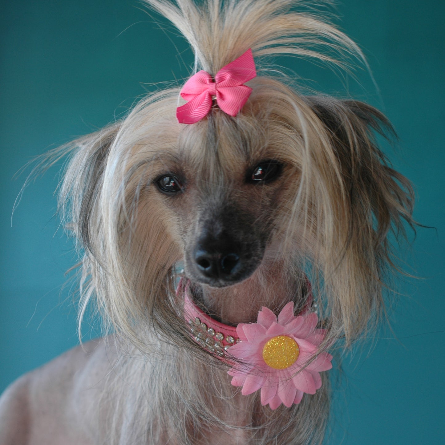 Mini Daisy Dog Collar Bloom Pack