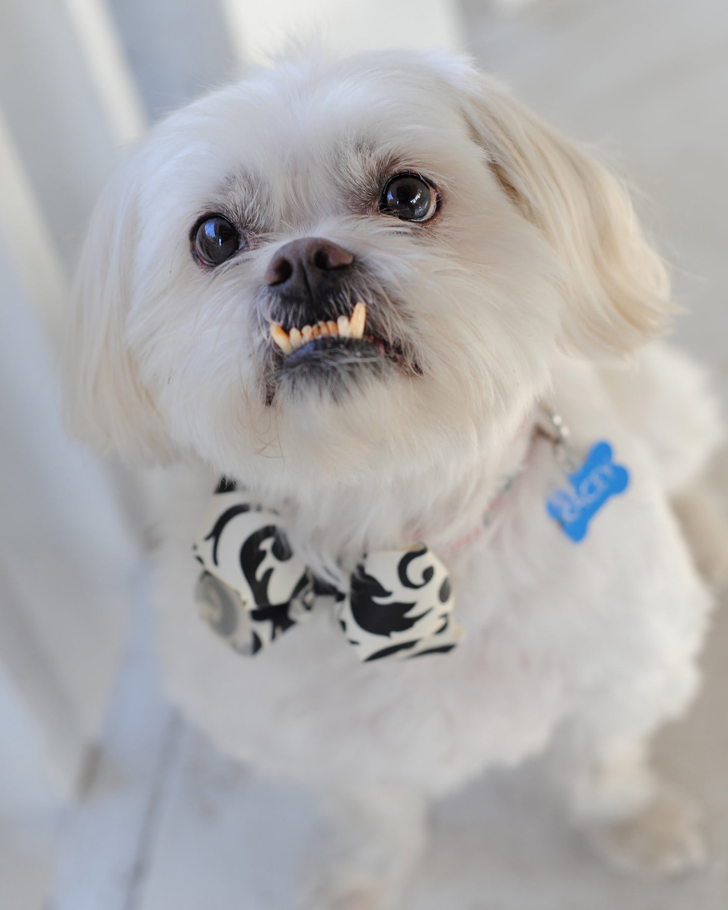 Dog Collar Bow Pack Large