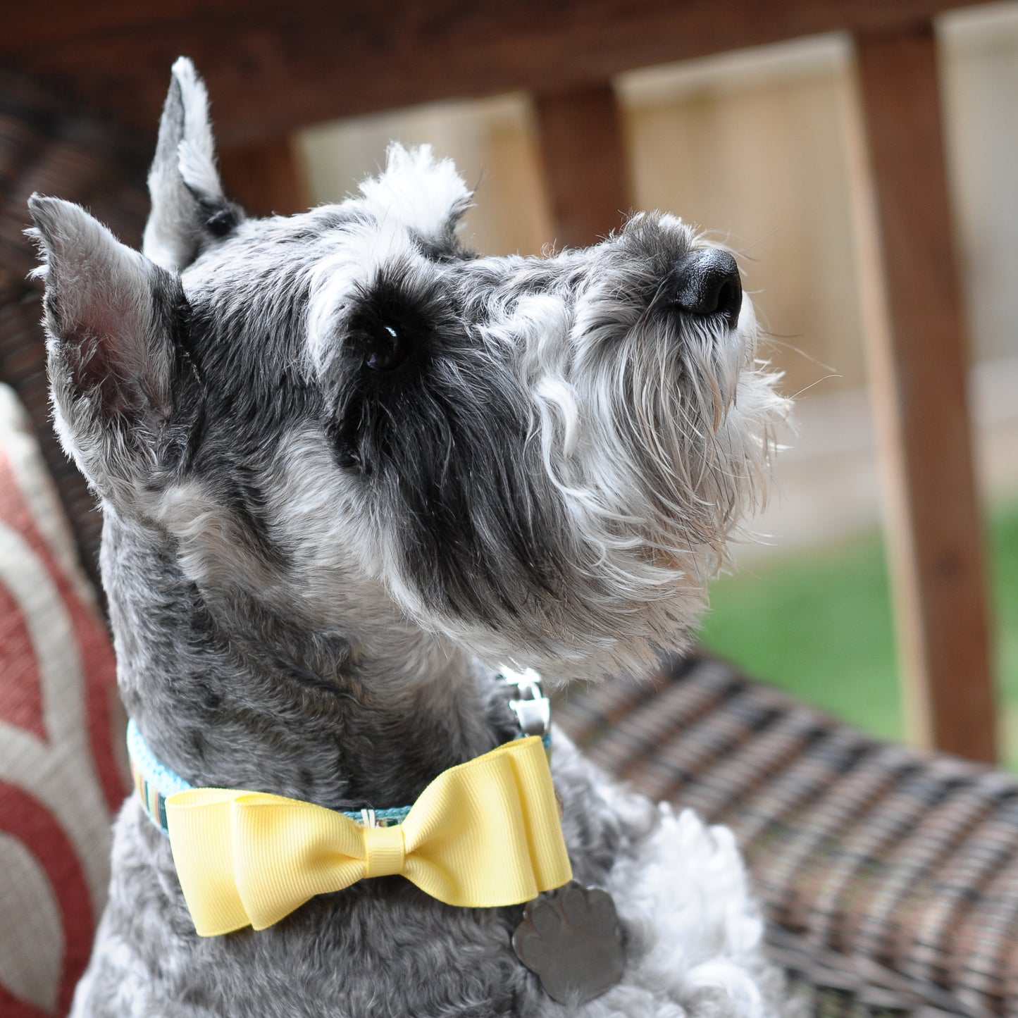 Dog Collar Bowtie Pack Large