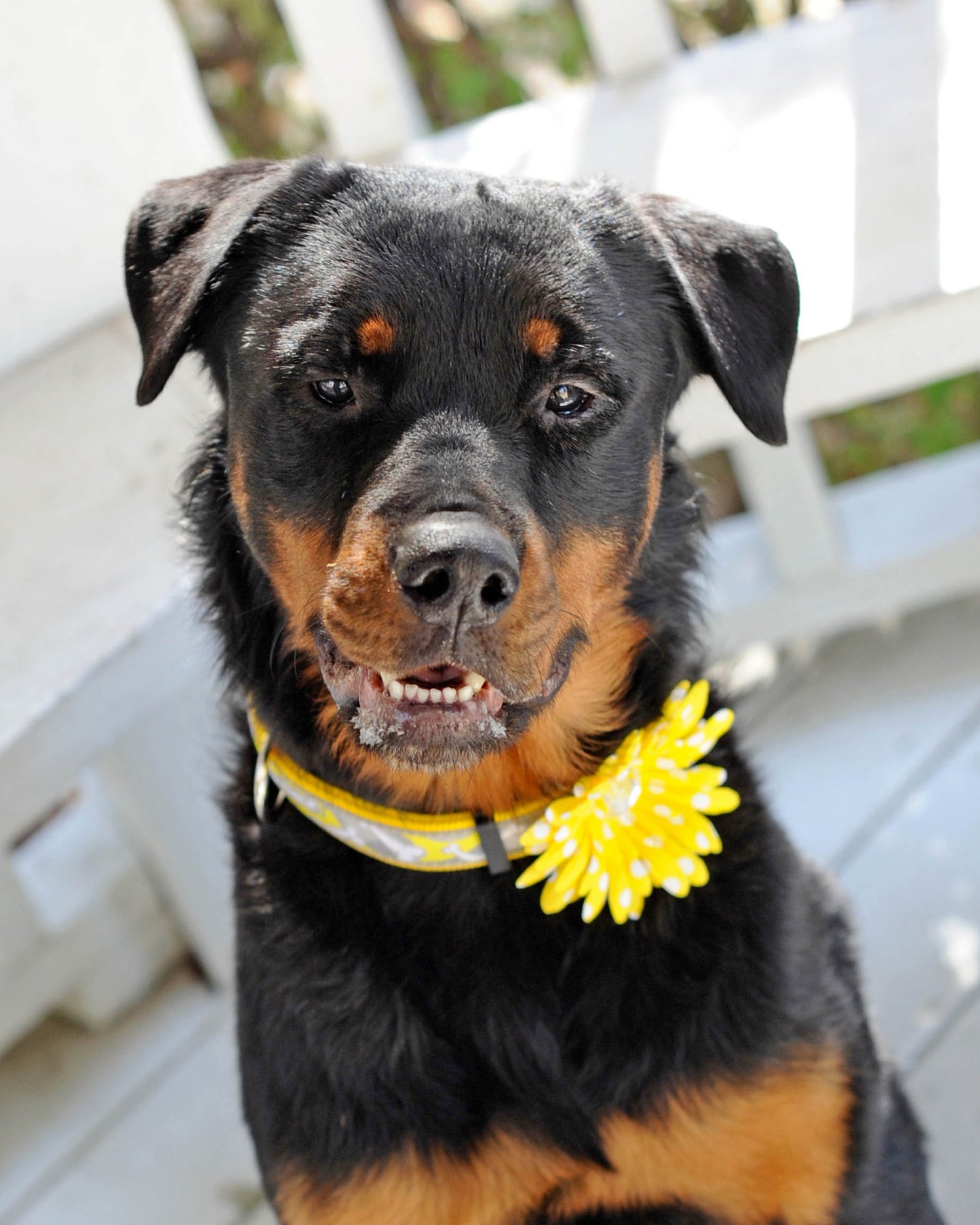 Daisy Dog Collar Bloom Pack